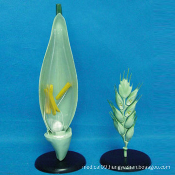 Wheat Flower Anatomic Plant Model for Teaching (R200111)